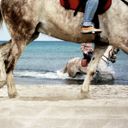 Reiten