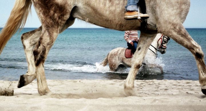 Bewegung an der frischen Luft ist besonders gesund für den menschlichen Körper. Pferdeliebhaber schwören daher auf lange Ausritte mit ihren Lieblingen - egal ob durch den Wald oder am Strand.