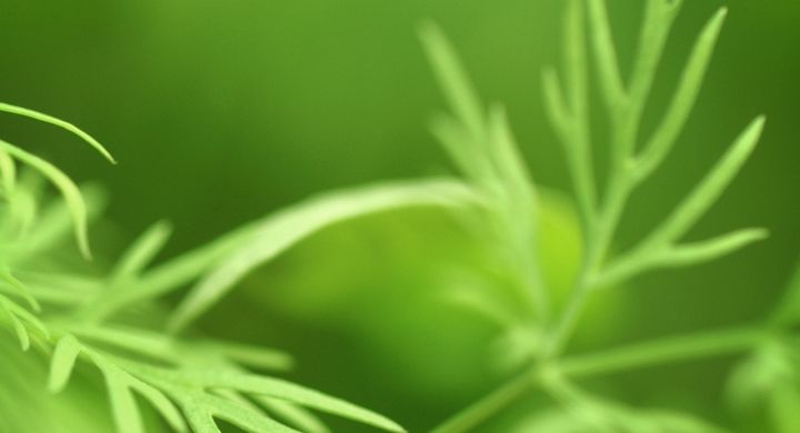 Bereits bei den Ägyptern war Dill für seine heilende Wirkung bekannt.
