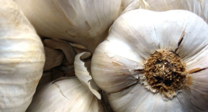 Knoblauch enthält zahlreiche Mineralstoffe und hält den Körper gesund.