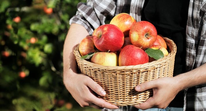 Die in Äpfel enthaltenen Flavonoide schützen den Körper vor schlechtem Cholesterin.