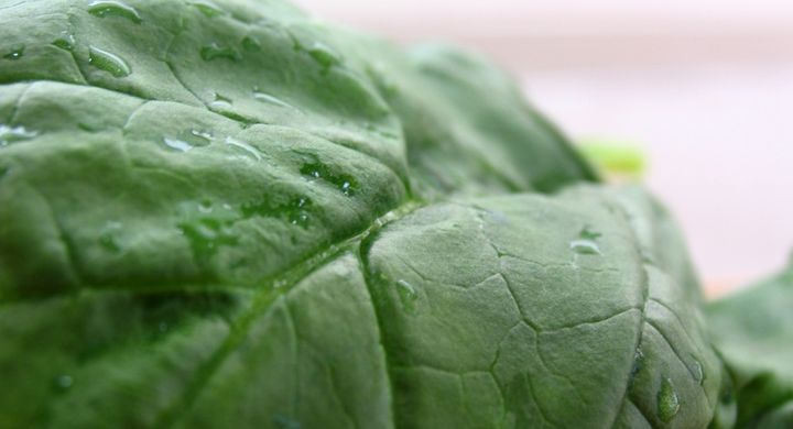Grünes Blattgemüse soll die Sehkraft schärfen. Durch seine Stoffe Lutein und Zeaxanthin soll das Gemüse die Sehkraft schützen können.