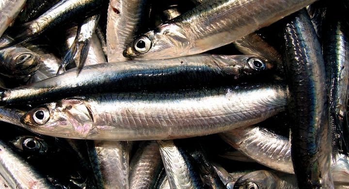 Mindestens zweimal die Woche sollte Fisch verzehrt werden. Schwangere, Stillende und Kinder sollten allerdings nicht so häufig Fisch essen.