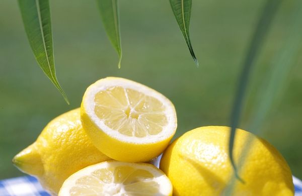Tipp: Pressen sie den Saft einer Zitrone in Ihren Tee. Schmeckt gut und hilft den Abwehrkräften.